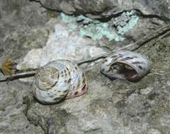 Image of Macularia niciensis (A. Férussac 1821)