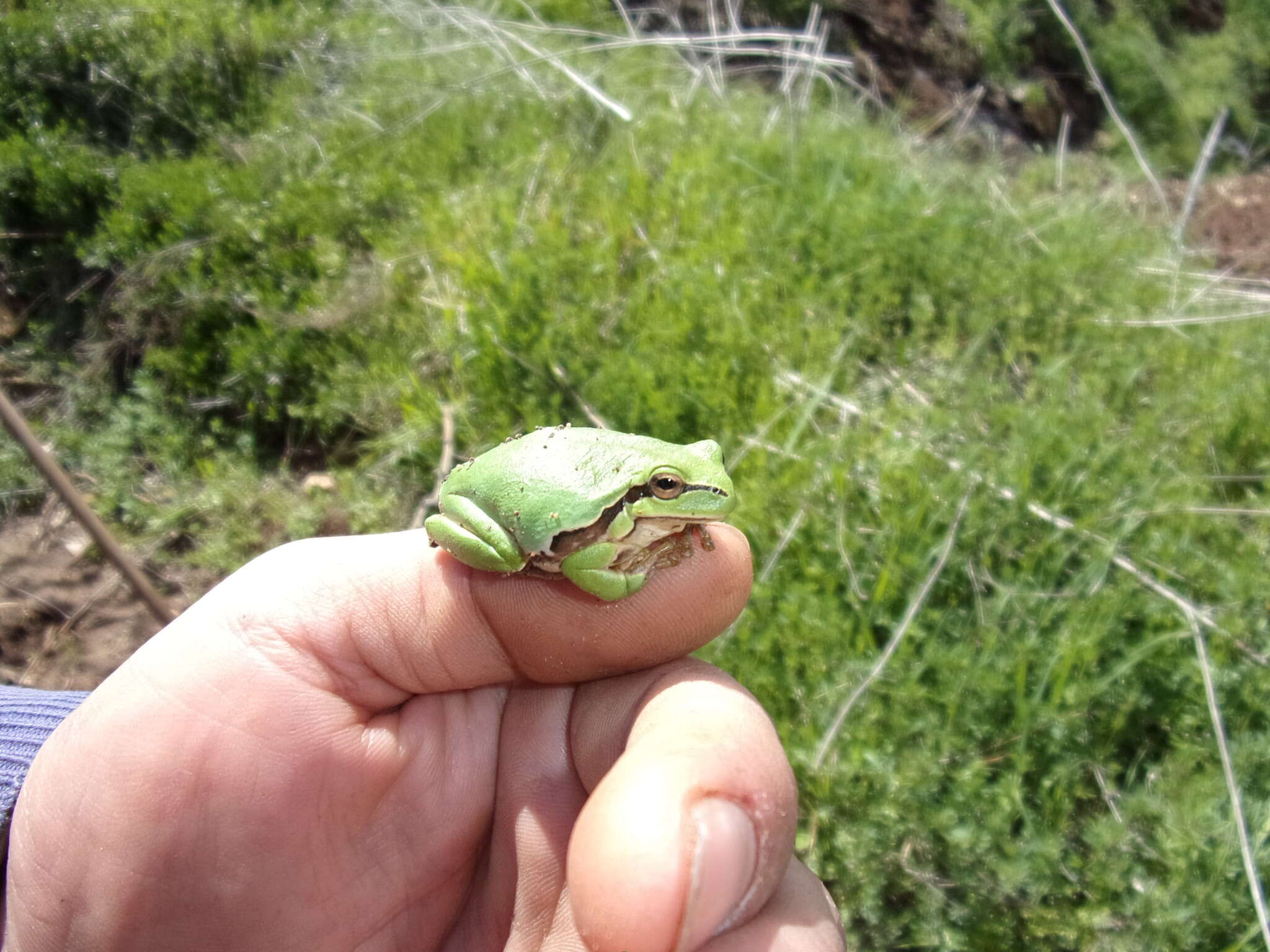 Image of Lemon-yellow tree frog