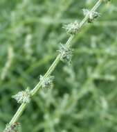 Image of Grass-leaved orache