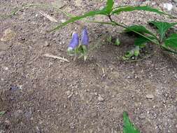 Image of Aconitum stoloniferum Vorosh.