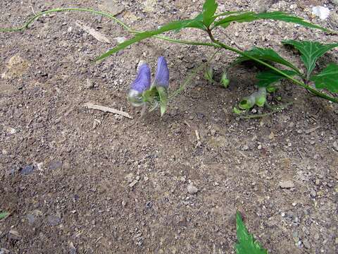 Imagem de Aconitum stoloniferum Vorosh.