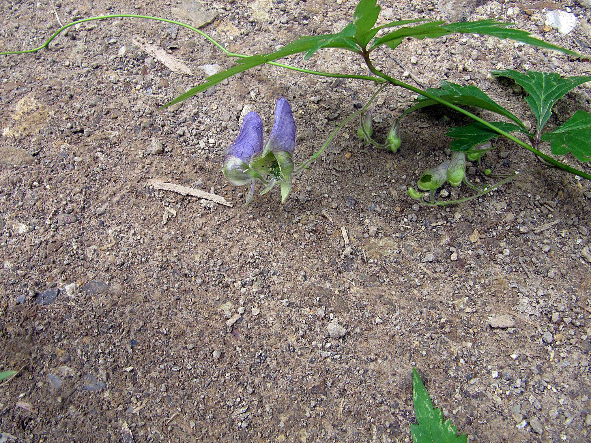 Слика од Aconitum stoloniferum Vorosh.