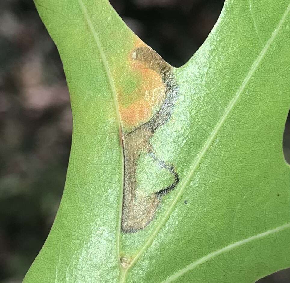 Image of Stigmella nigriverticella (Chambers 1875) Newton et al. 1982