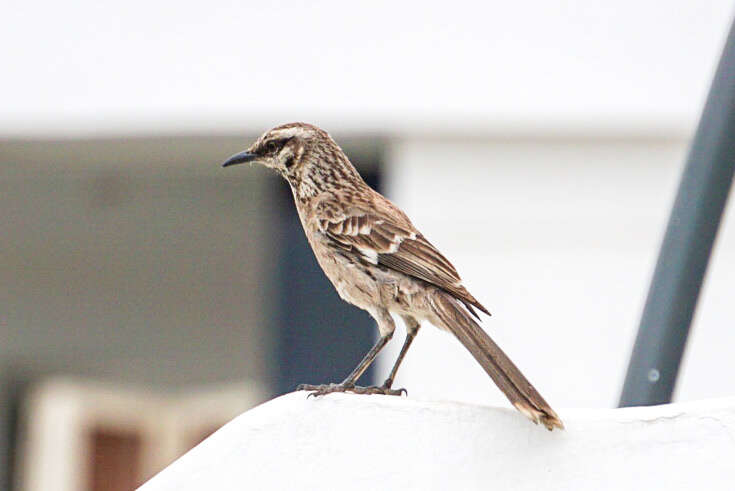 Image of Mimus longicaudatus longicaudatus Tschudi 1844