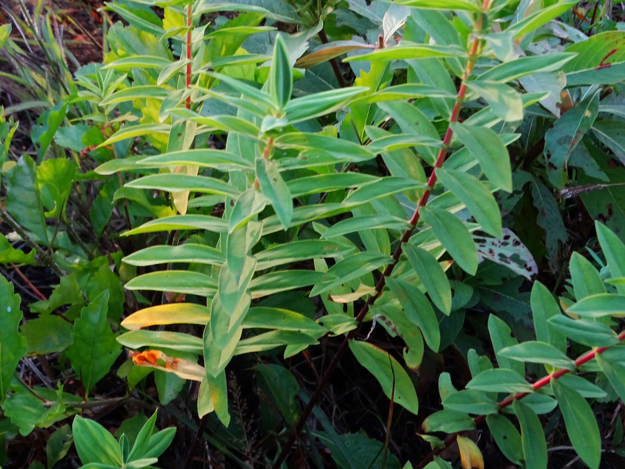 Image of Hypericum mysorense Heyne