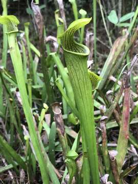 Image of Wherry's pitcherplant