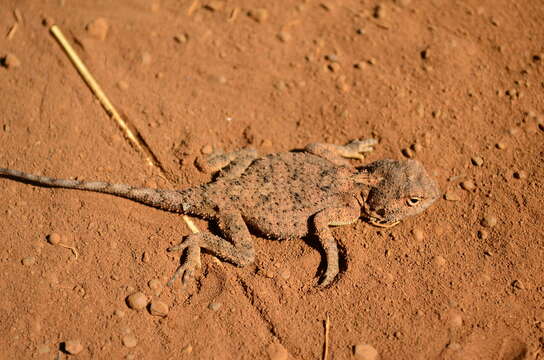 Image of Peters' ground agama