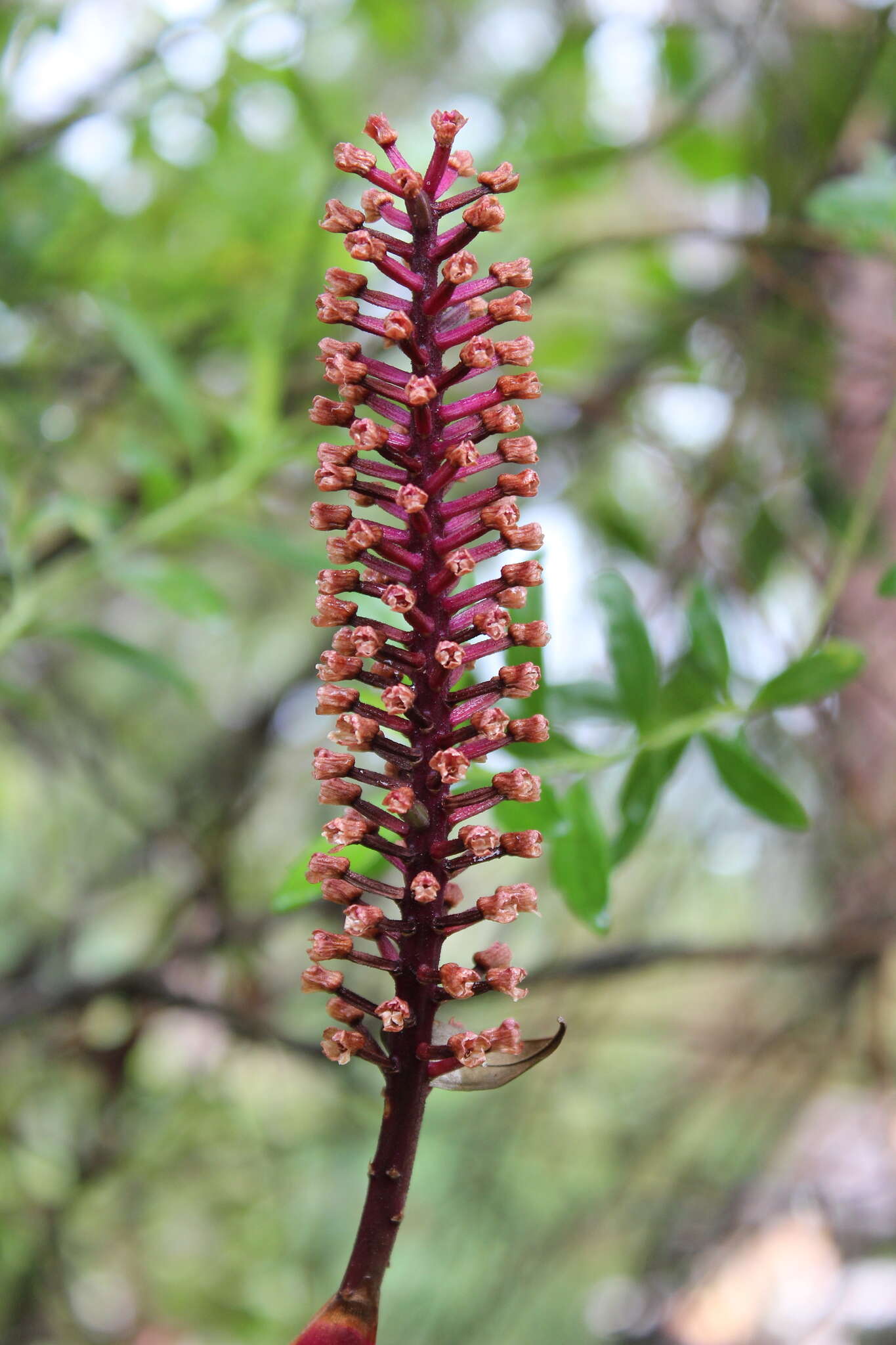 Image of Arpophyllum laxiflorum Pfitzer