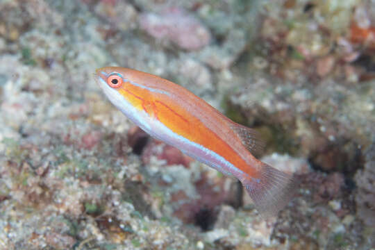 Image of Redtail flasherwrasse