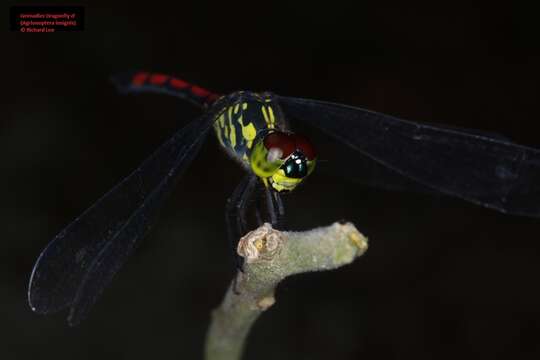 Image de Agrionoptera insignis (Rambur 1842)