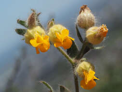 Слика од Hermannia althaeifolia L.