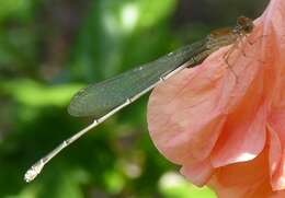 Image of Pseudagrion rubriceps Selys 1876