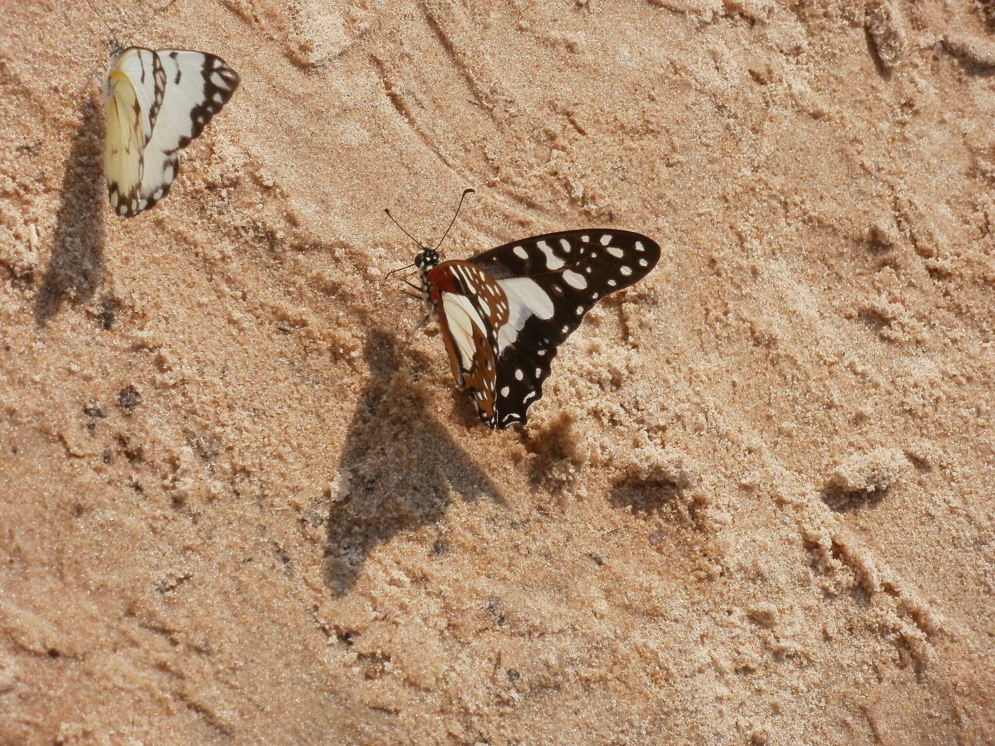 <i>Graphium <i>angolanus</i></i> angolanus resmi