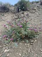 صورة Astragalus cimae var. cimae