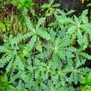 Image of Sonchus gomerensis Boulos