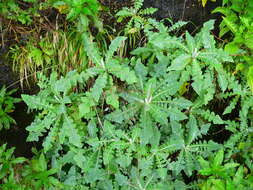 Image de Sonchus gomerensis Boulos