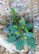 Image of Verbascum arcturus L.