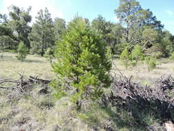 Pinus cembroides subsp. lagunae (Rob.-Pass.) D. K. Bailey resmi