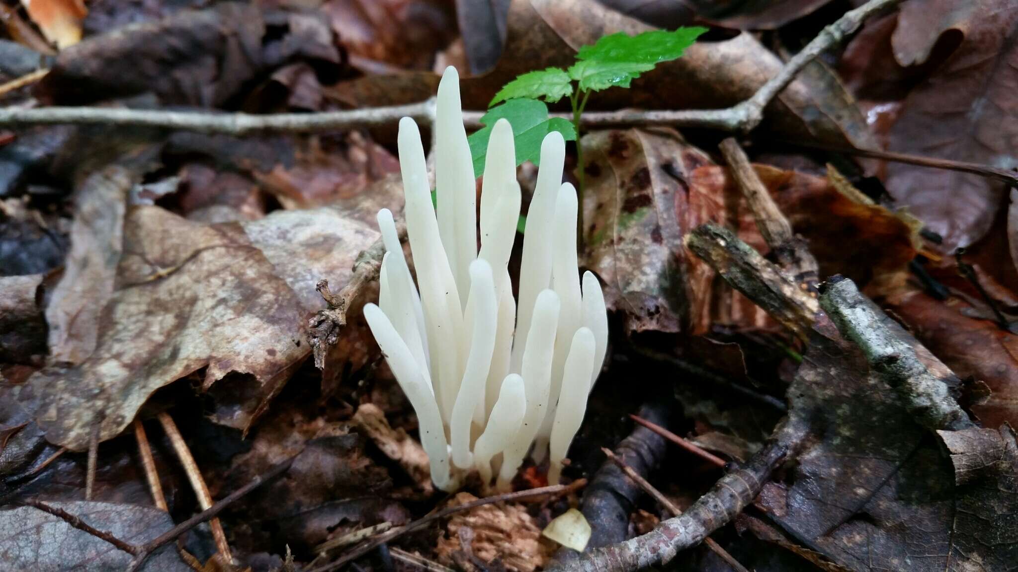 Clavaria fragilis Holmsk. 1790 resmi