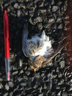 Image of Lesser Redpoll