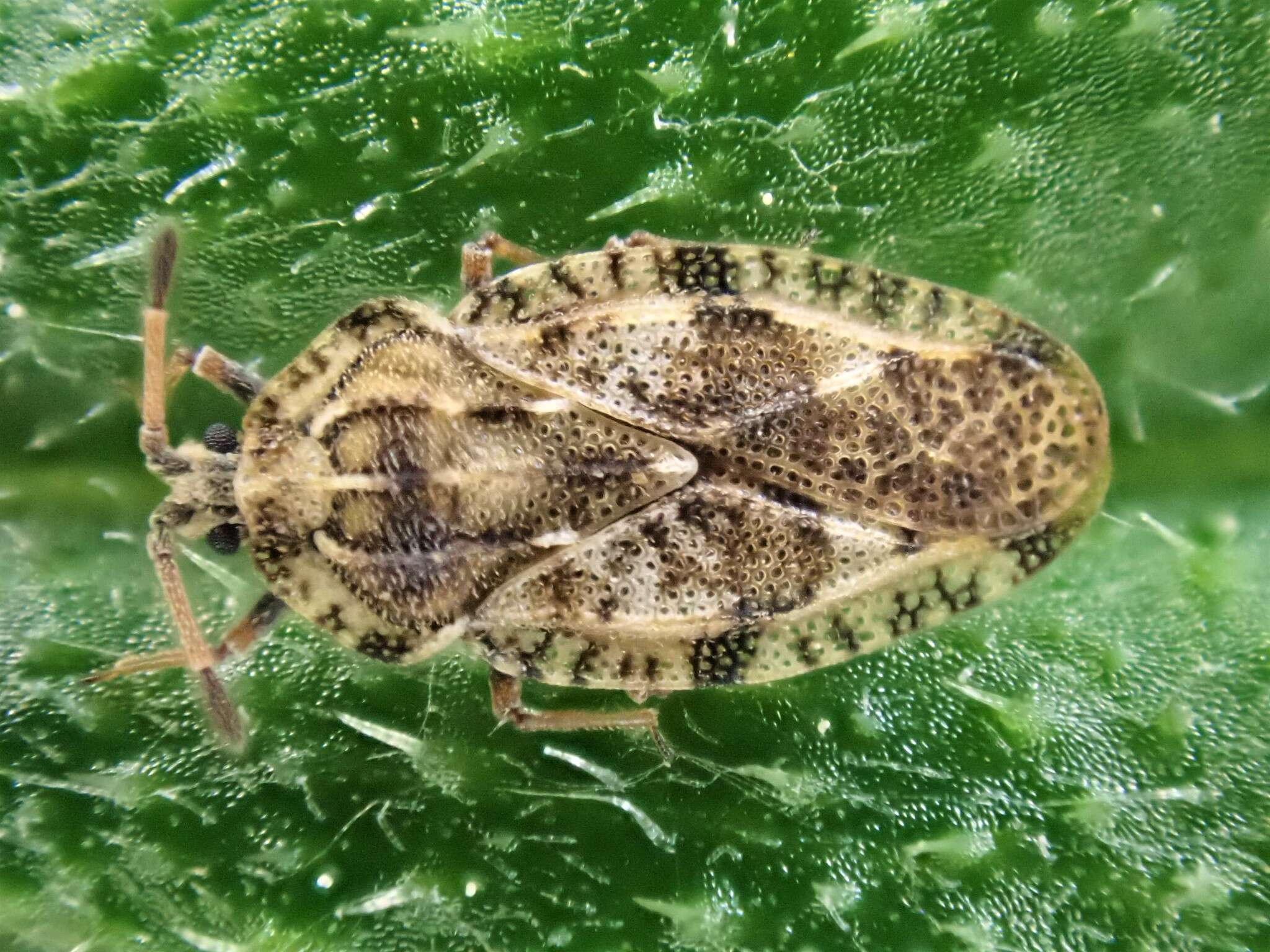 Image of spear thistle lacebug