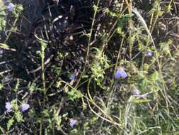 Image of Arizona fiestaflower