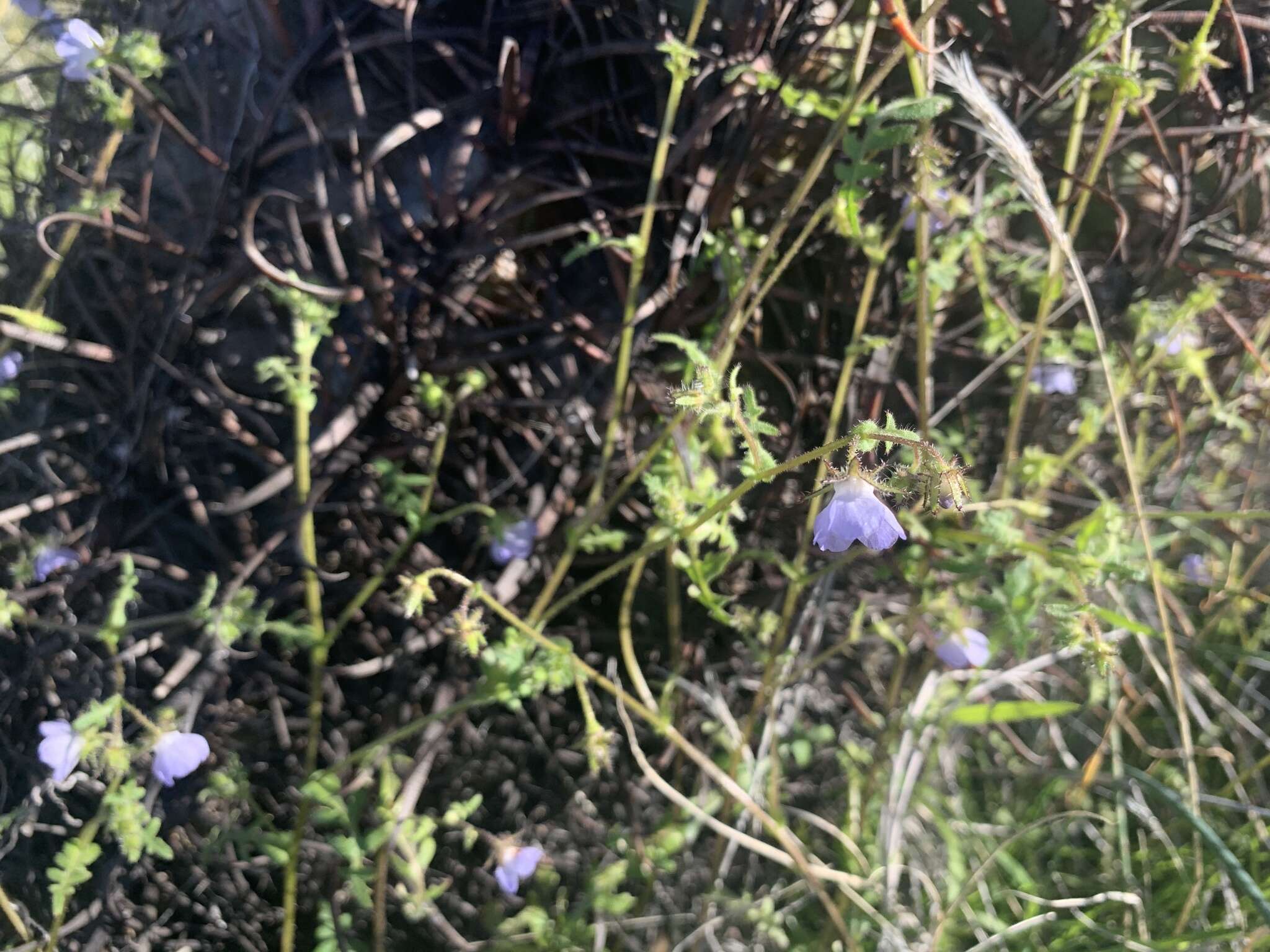 Image of Arizona fiestaflower