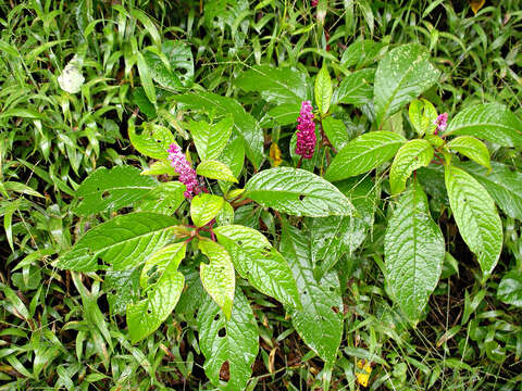 Image of Phytolacca rugosa A. Br. & Bouche