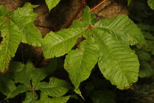 Image of red horse-chestnut