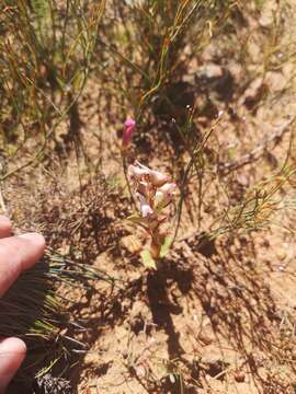 Image of Disa ovalifolia Sond.