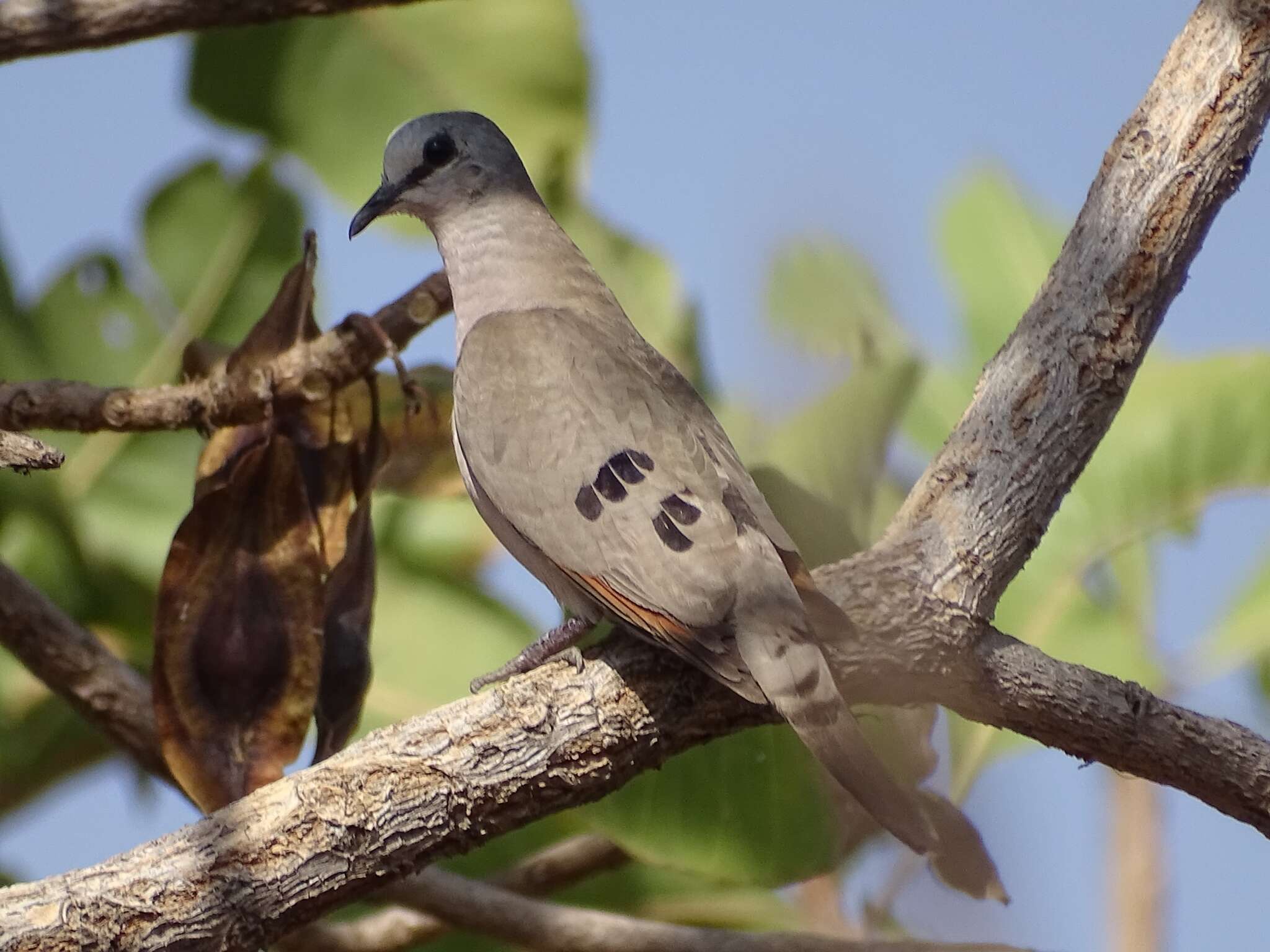 Image of Black-billed Dove