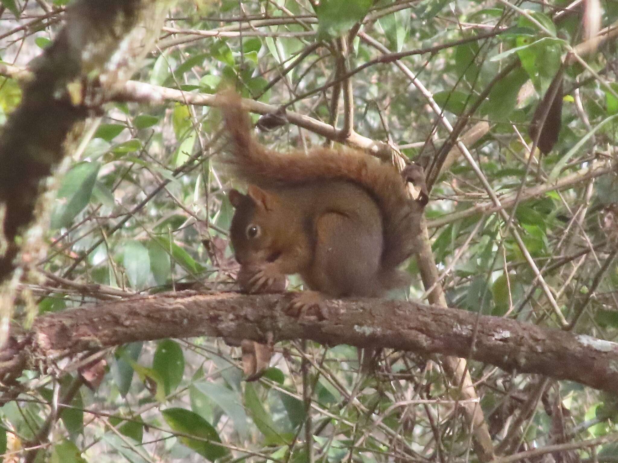 Image of Bolivian Squirrel