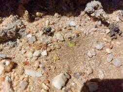 Image of Conophytum longum N. E. Br.