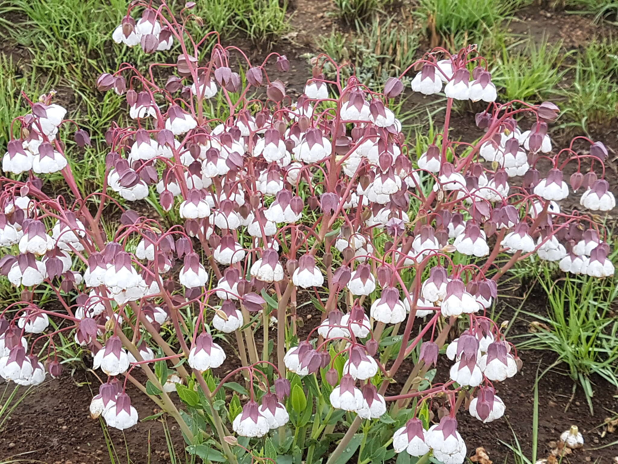 Imagem de Trichodesma physaloides (Fenzl) A. DC.