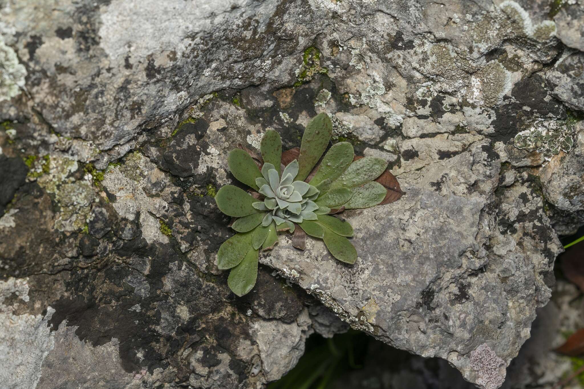 Image of Rosularia serrata (L.) A. Berger