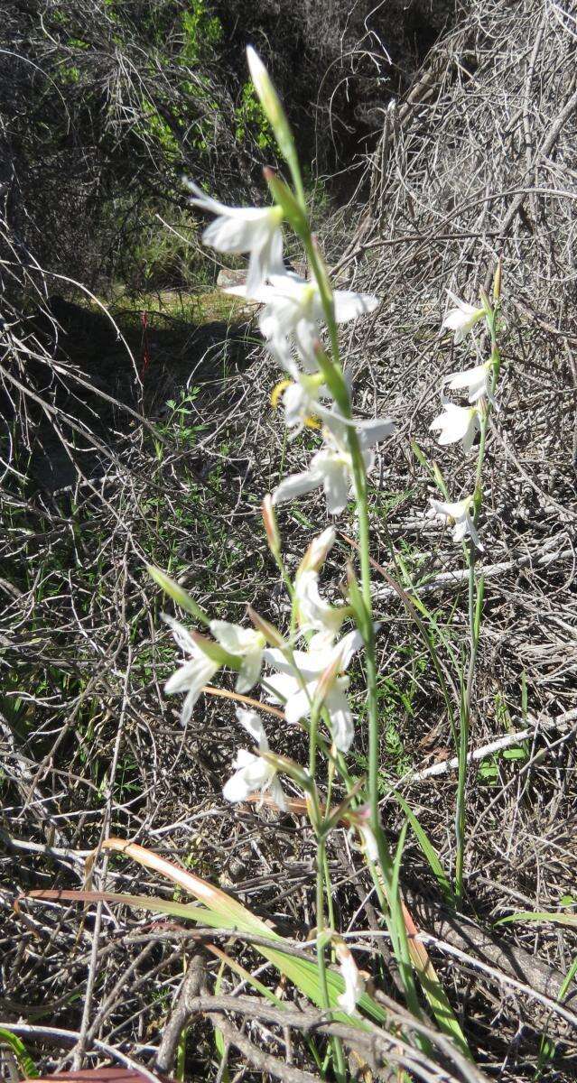 Image of Hesperantha bachmannii Baker