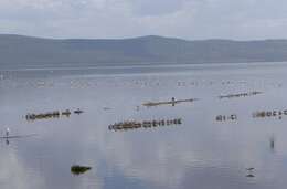 Image of Cape Teal