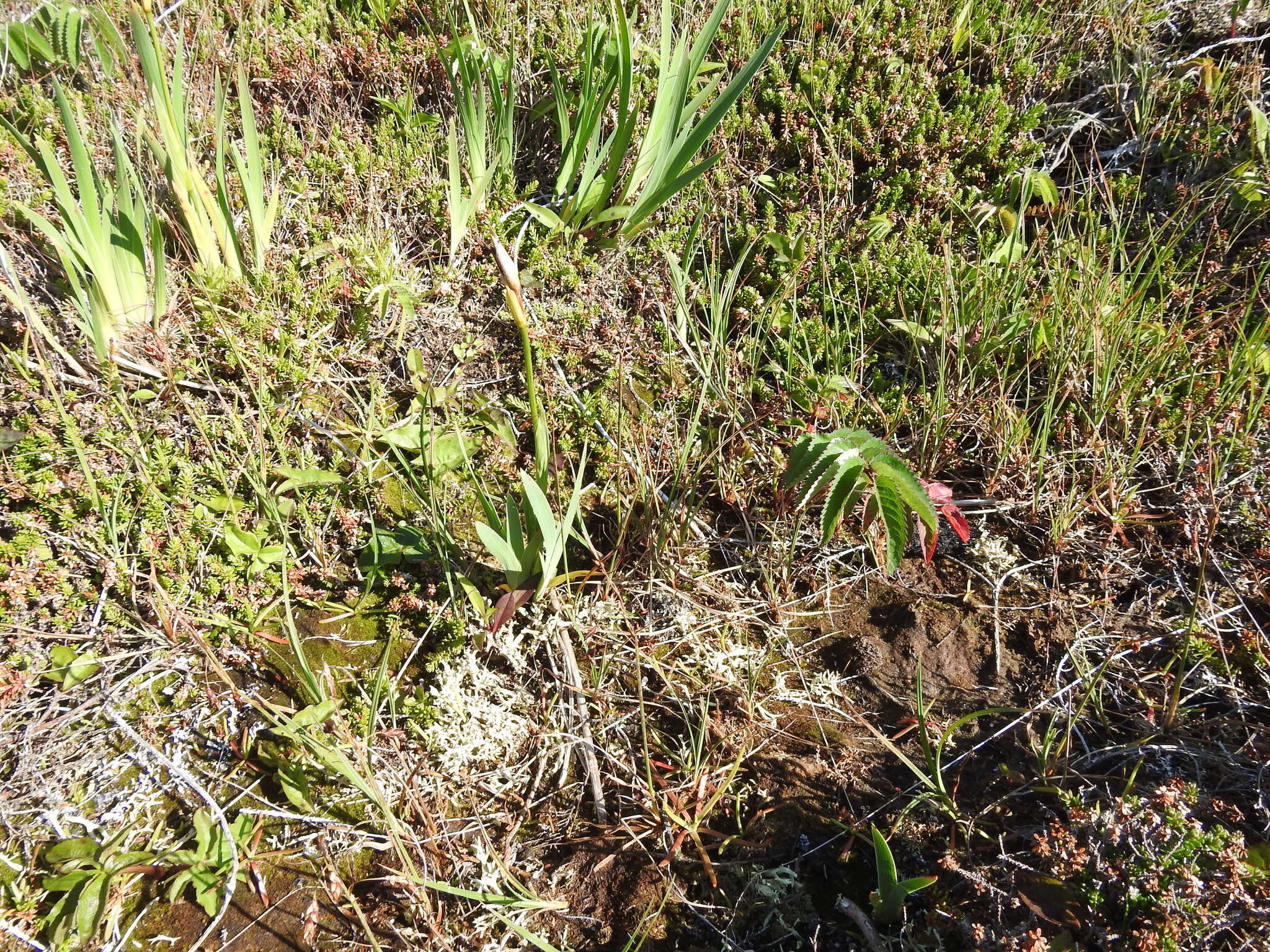 Image of Loose-flowered alpine sedge