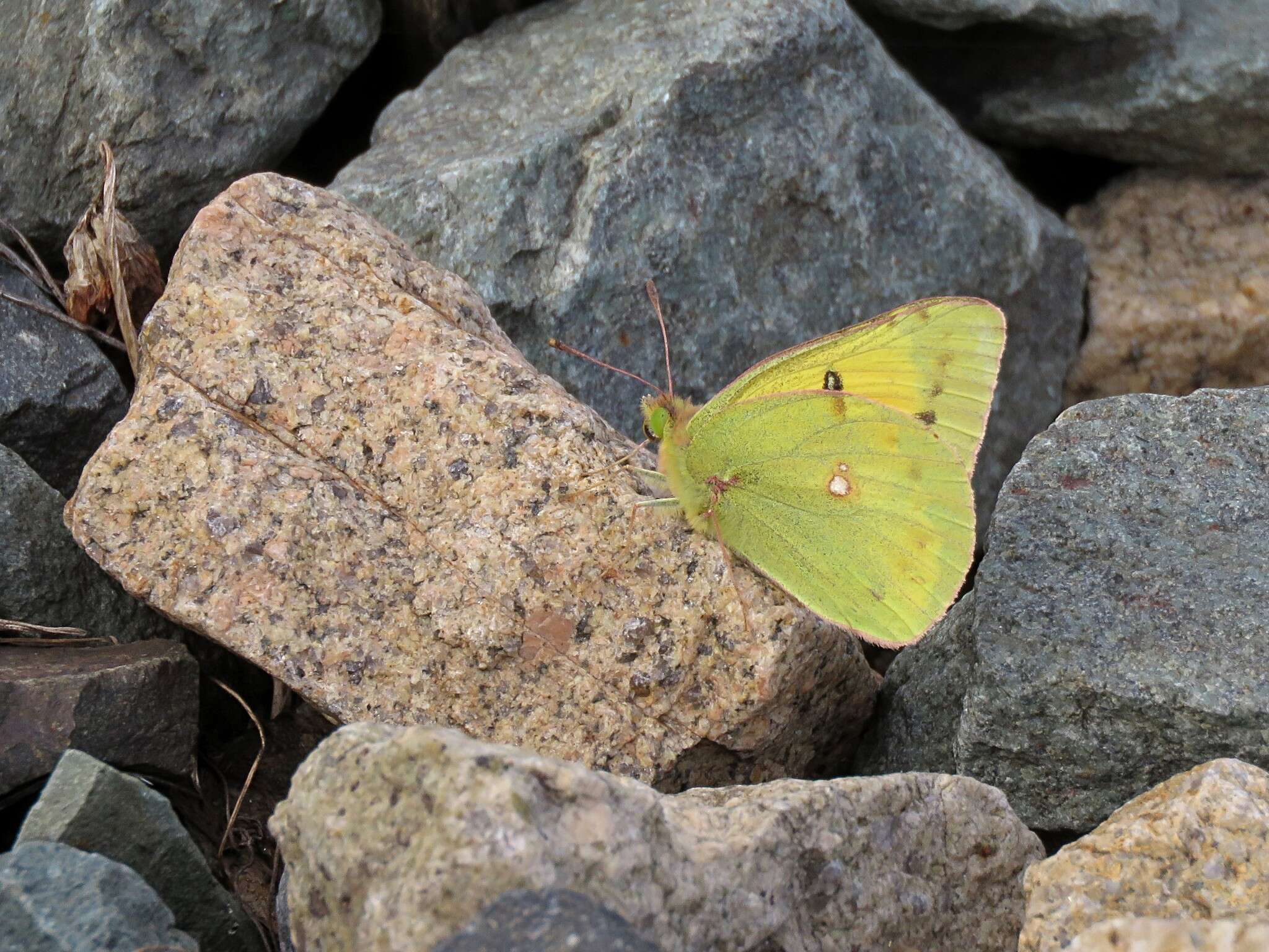 Image of Colias chrysotheme (Esper 1777)