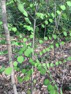 Image of katsura tree family