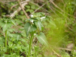 Plancia ëd Lamium bifidum Cirillo