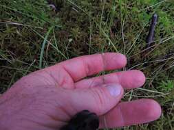 Image of Three-fruit sedge