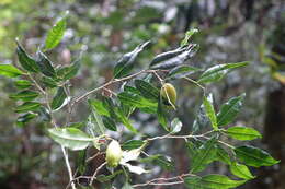 Image of Maillardia montana Leandri