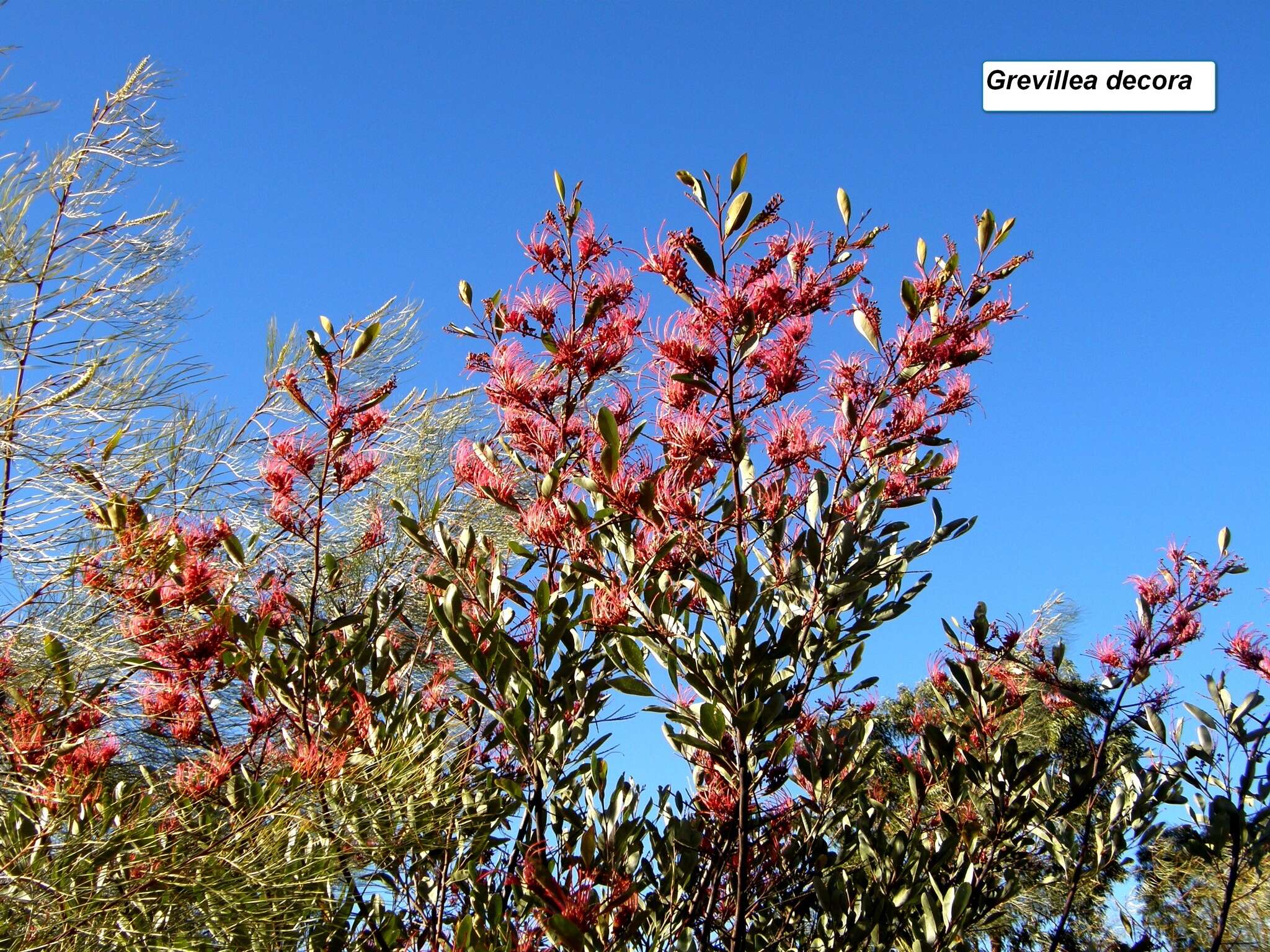 Imagem de Grevillea decora Domin