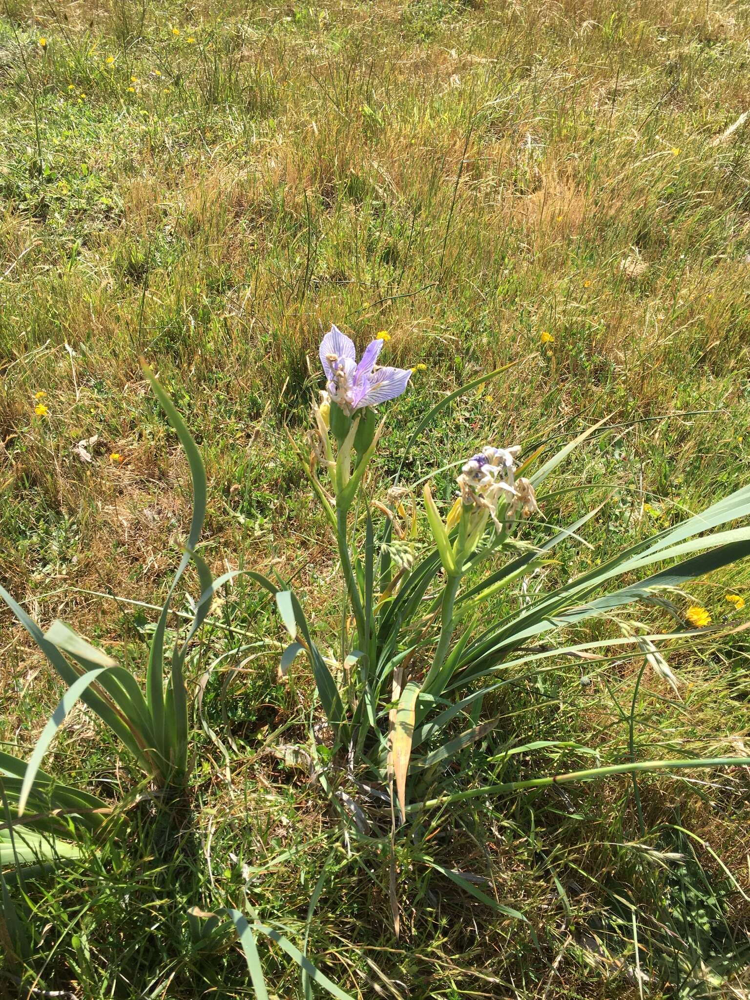 Image of Coast Iris