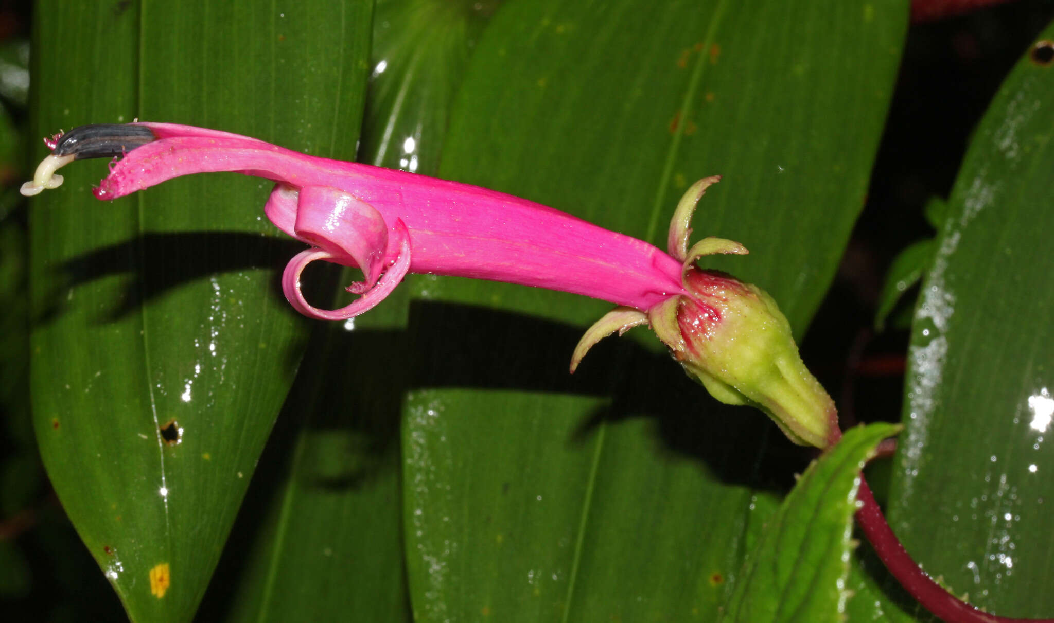 Image of Centropogon gutierrezii (Planch. & Oerst.) E. Wimm.