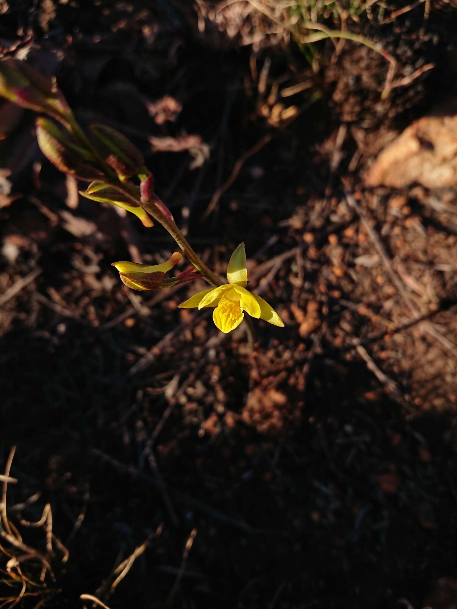 Image de Eulophia hians var. inaequalis (Schltr.) S. Thomas