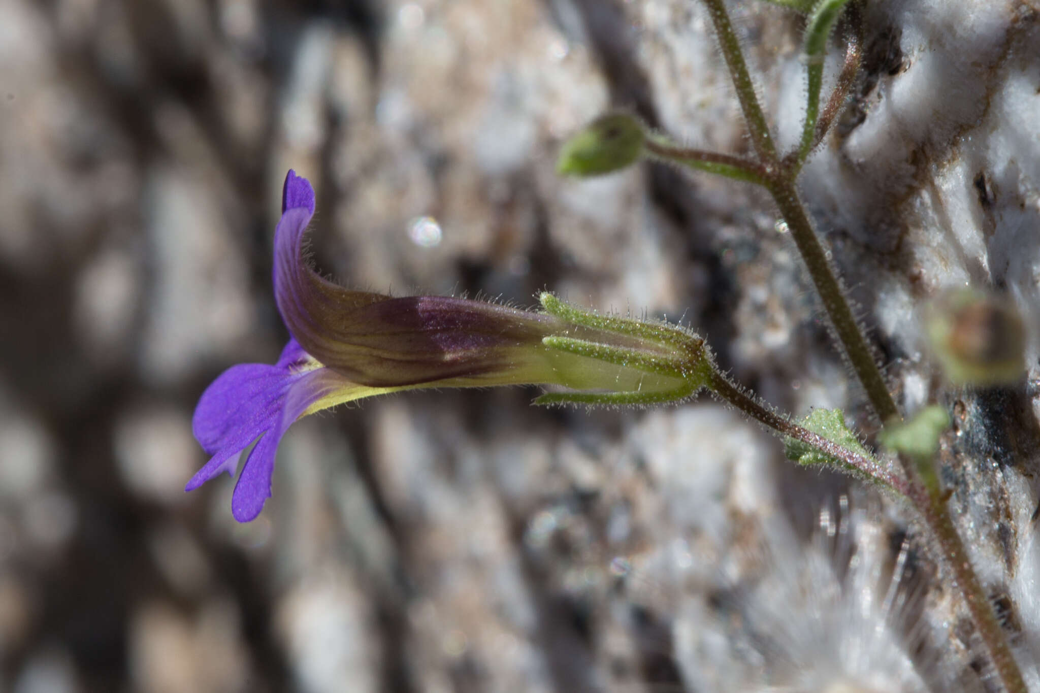 Image de Stemodia pusilla Benth.