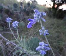 Image of mealycup sage