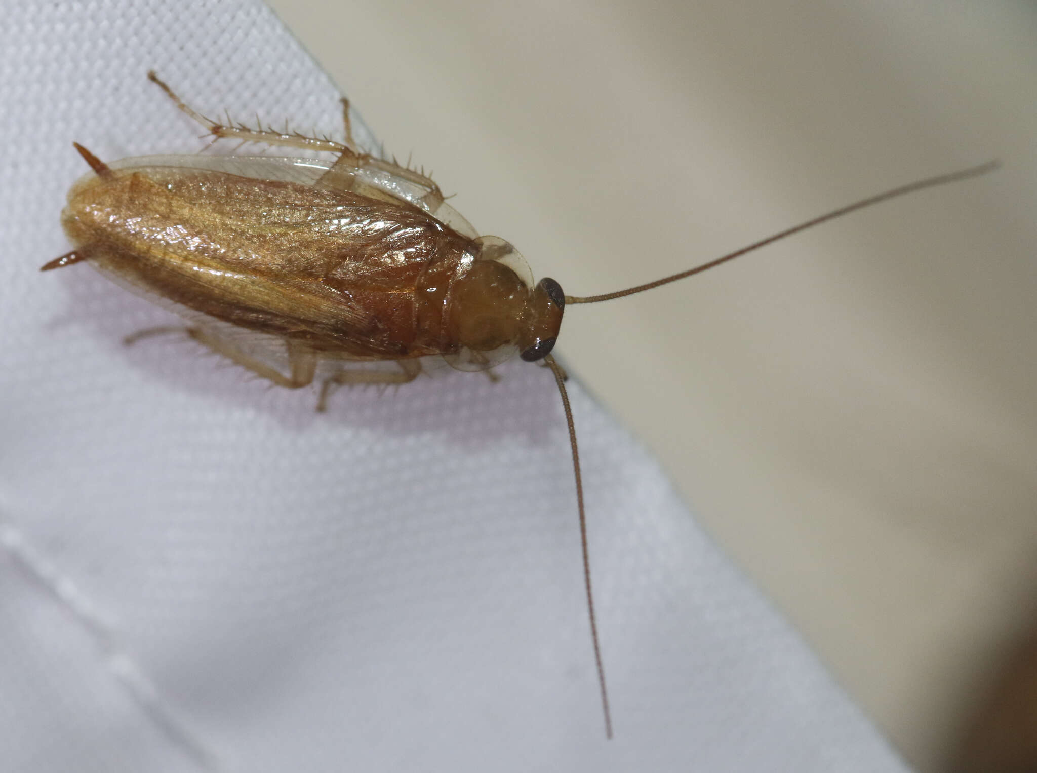 Image of Small Yellow Texas Cockroach